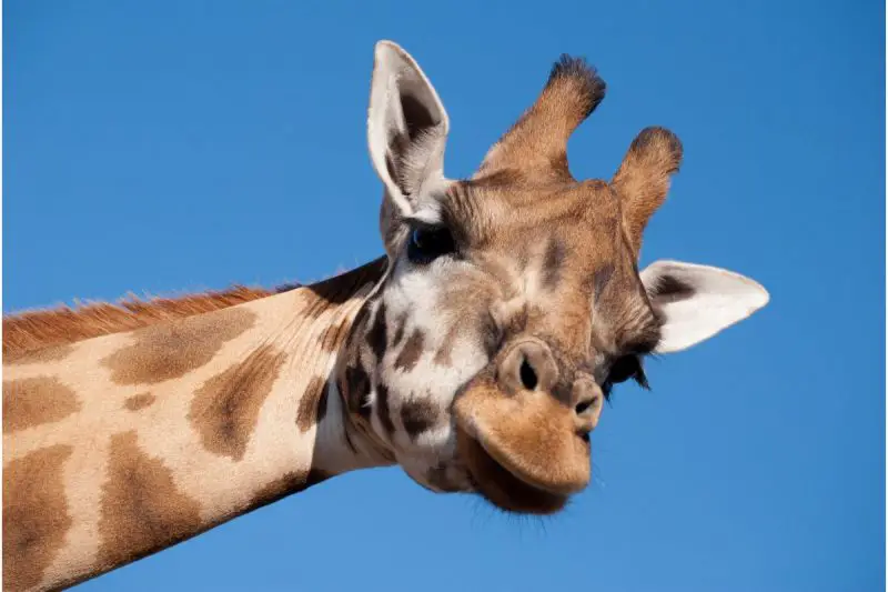 how tall is a giraffe (1)
