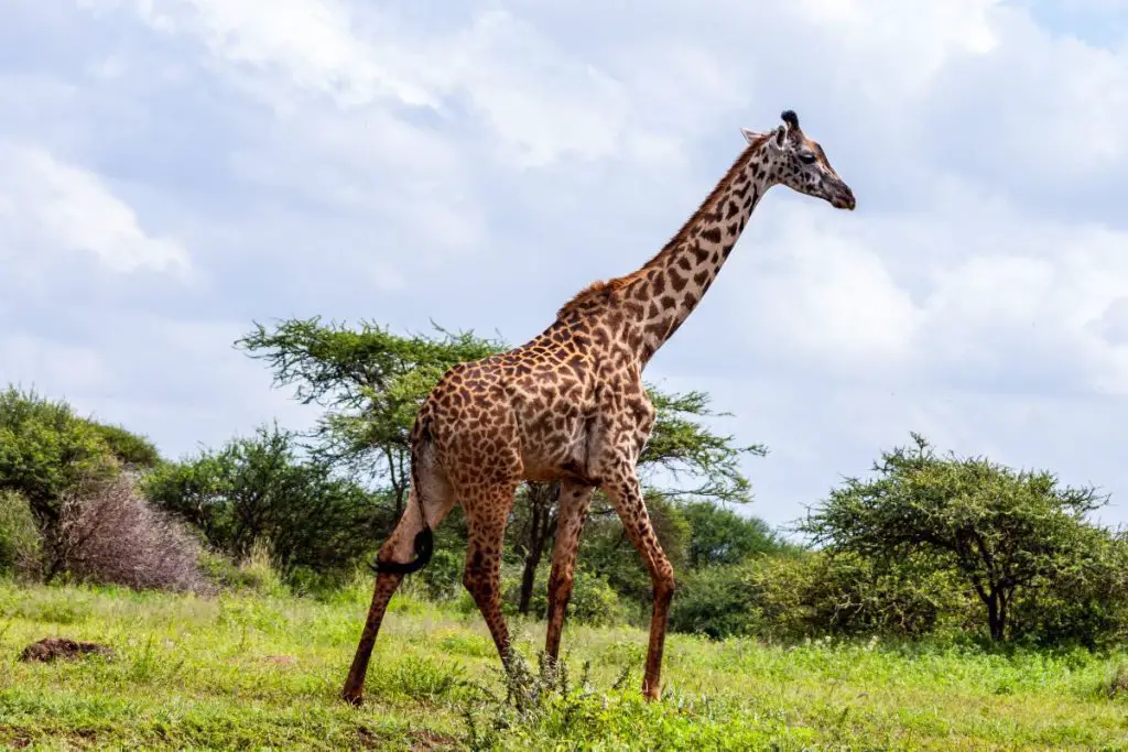 how tall is a giraffe