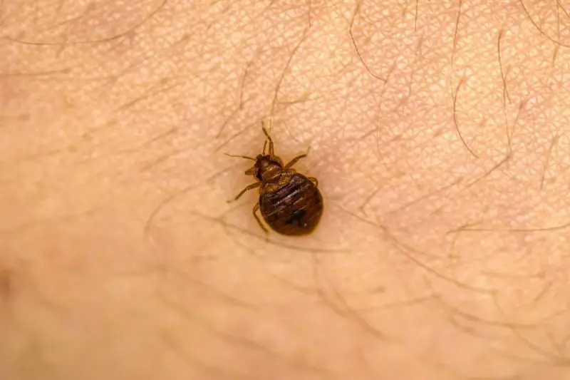 How Big Is A Bed Bug