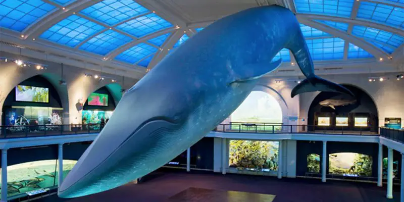 blue whale exhibit